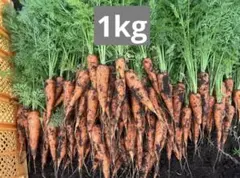 新鮮 農薬不使用 人参 1kgのサムネイル
