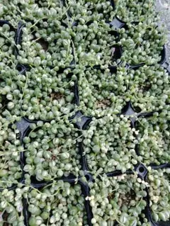 多肉植物　斑入りグリーンネックレス3号ポット抜き苗