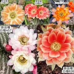専用ページです！花サボテン カキコ2個♬ 新品種 白檀5種類 まとめ売り 土曜特売品 花サボテン カキコ - メルカリ