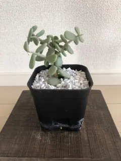 2025年最新】ケラリアピグマエアの人気アイテム - メルカリ