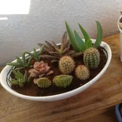 すーさん様専用