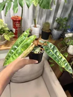 2026年最新】レアフィロデンドロンの人気アイテム - メルカリ