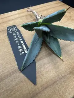 OZWRT 羅本製所 アガベ フィギュア 塊根植物 お好きな方 2体 - メルカリ