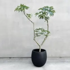 枝立て 三脚型 花瓶＋枝タンド George's collection - メルカリ