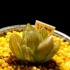 3594 トリコネオン多肉植物 ハオルチア アロエのサムネイル
