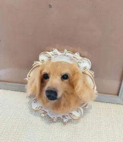 羊毛フェルト　ハンドメイド　犬　ダックスフンド　フレーム