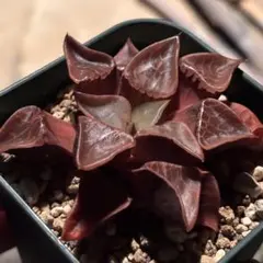 ハオルチア 大紫水晶オブツーサ錦 赤斑 多肉植物 - メルカリ