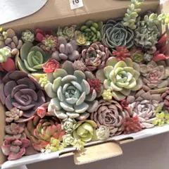 多肉植物カット苗詰め合わせ⑩ ゆうパケットプラス箱で発送