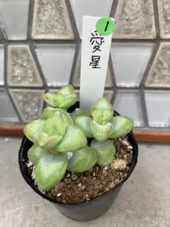 OZ様 リクエスト 2点 まとめ商品