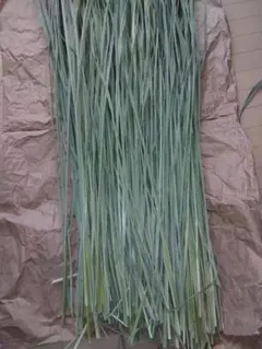 Item thumbnail for item 03889cb5-4b55-49b3-ad38-2bd7e7c97760