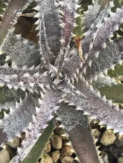 Baker Bill Dyckia DBディッキア 群生 hyb Maniax Dyckia | Baker' 'Bill ディッキア・ビルベイカー：Dyckia ⑵ #106 ブロメリア・エアープランツ