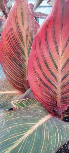 てんちゃん様専用 ✻*˸カンナオレンジダーバンꕤ*˸*【小さめ】