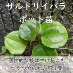 イ*ス様 山野草・野生蘭（静岡県産・アリドウシラン） イ*ス様 山野草・野生蘭（静岡県産・アリドウシラン） - メルカリ