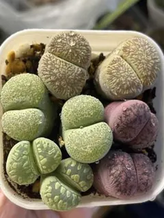 多肉植物 リトープス 魔玉 鉢のまま - メルカリ