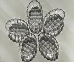 Item thumbnail for item dd700843-f057-49c9-81f4-9bcbf586397e