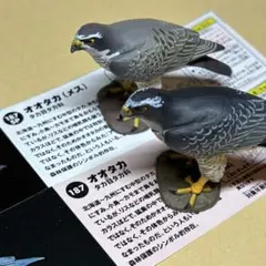 チョコQ 日本の動物 第7弾 オオタカ 海洋堂大博覧特別版 オオタカ（メス）