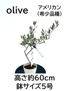 オリーブの木　ホワイト　5号　約60cm　NO.1004　希少品種　現品掲載 オリーブの木 ホワイト 5号 約60cm NO.1004 希少品種 現品掲載 - メルカリ