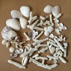 奄美大島　サンゴ　貝殻