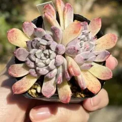 優木園 桃くま 抜き苗 多肉植物 4㌢ポット - メルカリ