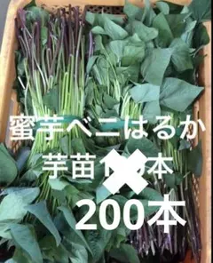 2026年最新】べにはるかの人気アイテム - メルカリ