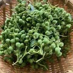 Item thumbnail for item 0d57261e-c757-490b-812a-aad23035f5d4