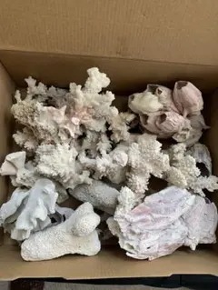 ホワイトサンゴの置物 約30cm - メルカリ