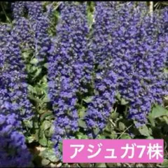 アジュガ レプタンス 10苗 - メルカリ