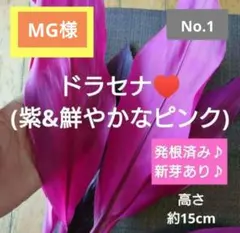 MG様 リクエスト 2点 まとめ商品