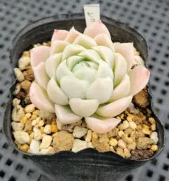 101匹わんちゃんU^ェ^U様 リクエスト 2点 まとめ商品