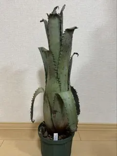 2026年最新】ホヘンベルギア ブラジルの人気アイテム - メルカリ