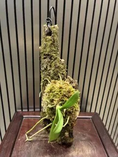 山野草 着生蘭 モミラン(奥多摩産モミラン他のコルク付け) - メルカリ