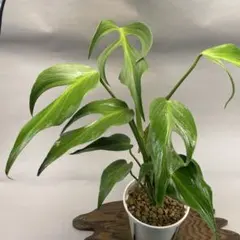 モンステラ デリシオーサ バールマルクスフレーム メルカリ便 F2 モンステラ バールマルクスフレーム 送料込み - メルカリ