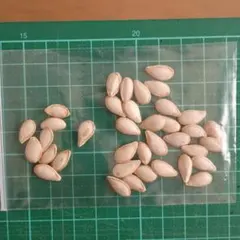 バターナッツかぼちゃの種　30粒+α　②