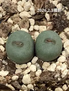 2025年最新】コノフィツムの人気アイテム - メルカリ