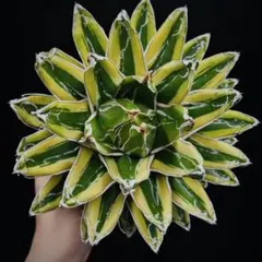 【選抜優良SS級株】笹の雪　輝山　大株極上株　アガベ　2株子株付き！ 選抜優良SS級株】笹の雪 輝山 大株極上株 アガベ 2株