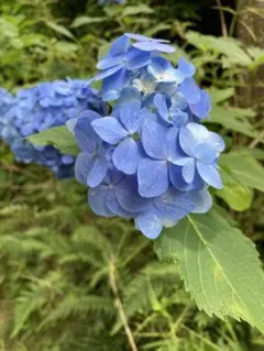 【ちょこれーと様専用】