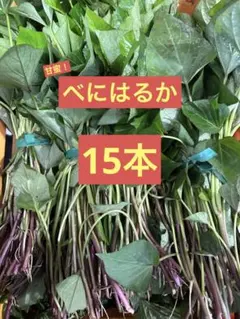 R様専用べにはるか 15本　新鮮さつまいも苗　無農薬　5／27発送