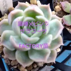 oyam様 リクエスト 2点 まとめ商品