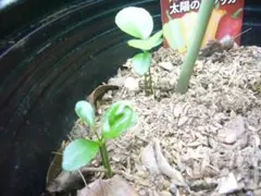 無農薬 愛媛県産 甘夏の苗2本 貴重柑橘 家庭菜園 プランター栽培 ガーデニングのサムネイル