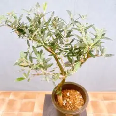 現品　創樹　オリーブの木　オリーブ　セントキャサリン　2番　観葉植物　インテリアのサムネイル