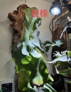 M*5様 P.dwarf Yellow Moon hillii Dragon - メルカリ