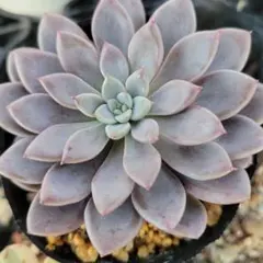 2025年最新】エルメス 多肉の人気アイテム - メルカリ