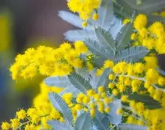 増量中)銀葉アカシアミモザの種