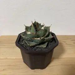 アガベチタノタ　清櫻子株付き 2025年最新】アガベ 清櫻の人気アイテム - メルカリ