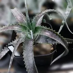 原種 ヘクチア Hechtia mooreana Ziplote, Canyon - メルカリ