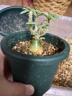 激レア/極美/超大株/塊根植物】ドルステニア ギガス ブラータ 超大株