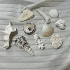 白い貝殻 10個セット