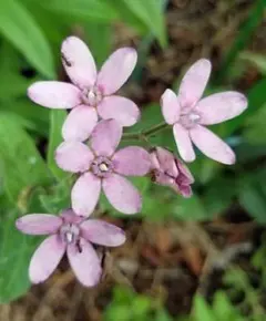 オキシペタラム　ピンク オキシペタラム 『ピンクスター』 | すべての商品 | | Junk