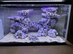 2026年最新】ライブロック 海水魚の人気アイテム - メルカリ