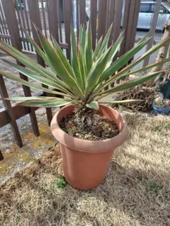 ユッカ・グロリオサ　バリエガタ